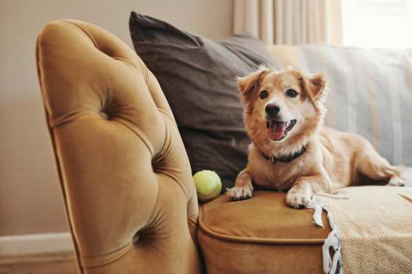 Pet Friendly at Victoria Pointe Apartments in Jackson, Michigan