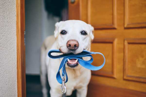 Dog holding a leash in his mouth at Waters Edge in Sacramento, California