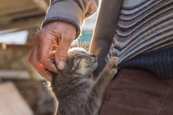 Happy cat at The Village At Wildcreek in Sparks, Nevada