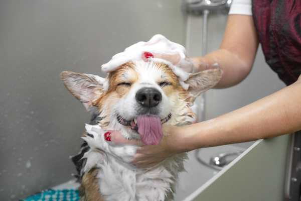 Dog getting a wash at Benton in Dallas, Texas, 