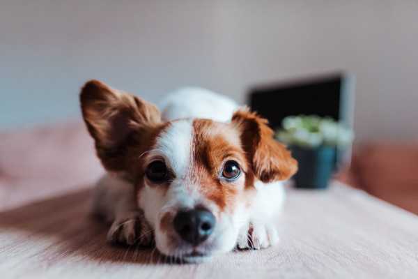 Pet Friendly at Davenport Condominiums in Nashville, Tennessee