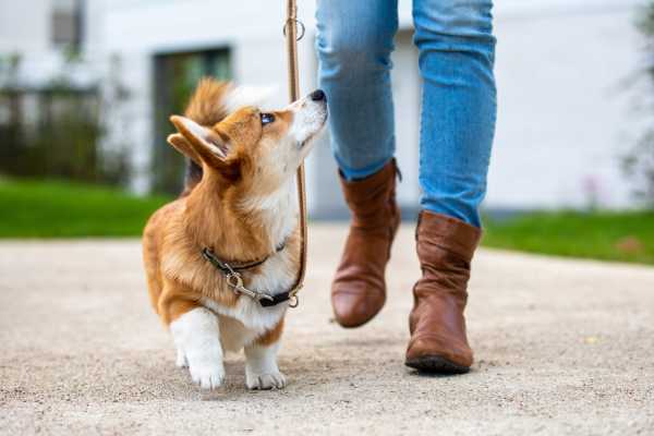 Dog with a leash looking at the resident at Davis Park in Smyrna, Tennessee