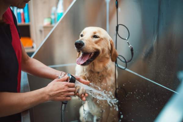The groomer giving the dog a bath at a grooming center nearby Paseo Park in Glendale, Arizona