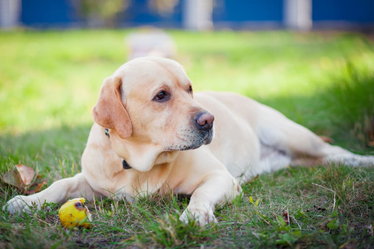 Dog enjoying its new neighborhood near Governours Square in Columbus, Ohio