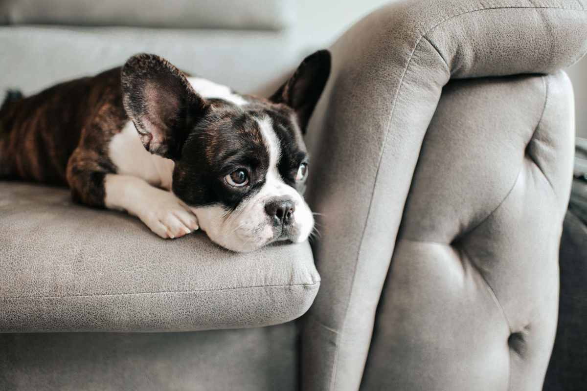  Cute dog lying on a couch at Salem Run in Fredericksburg, Virginia