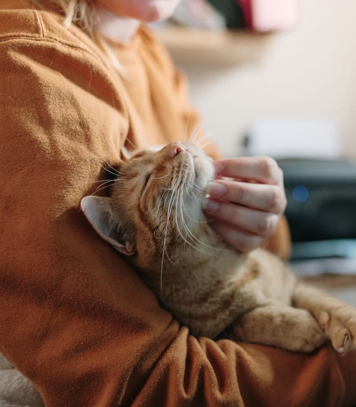 Resident holding their cat at The Chimneys Apartments in El Paso, Texas