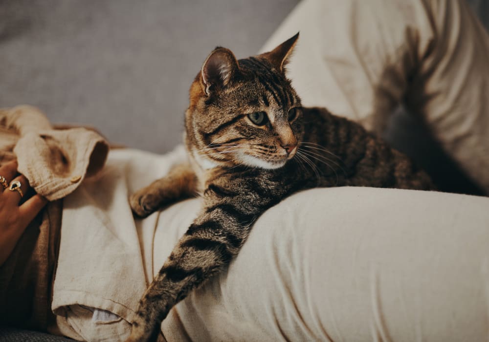 Happy cat relaxing on the couch in his new apartment at Verano in Perris, California