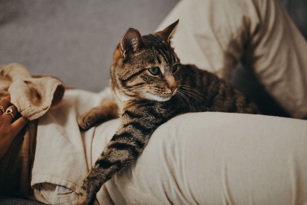 Cat on a couch in a model apartment at North Pointe Villas in La Habra, California