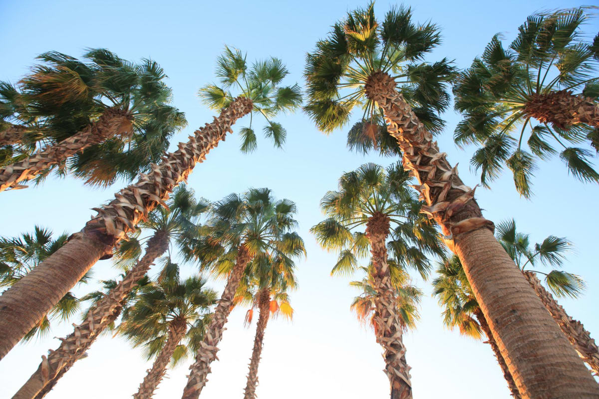 Palm trees at Citrus Tower in Clermont, Florida