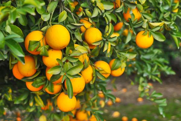 Orange trees at Valencia South Miami in South Miami, Florida