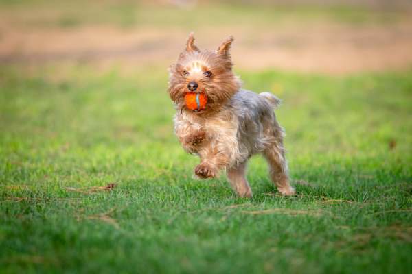 Happy dog playing fetch in the dog park at Sutton in Austin, Texas