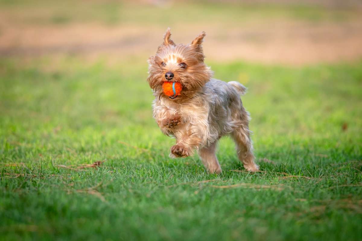 View amenities like on-site dog park at Oak Hollow in Longview, Texas