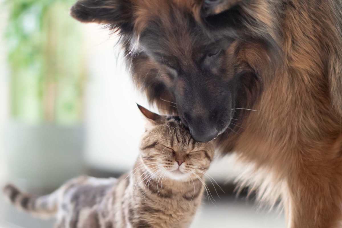  Dog and cat at Towne Commons in Elizabethtown, Kentucky