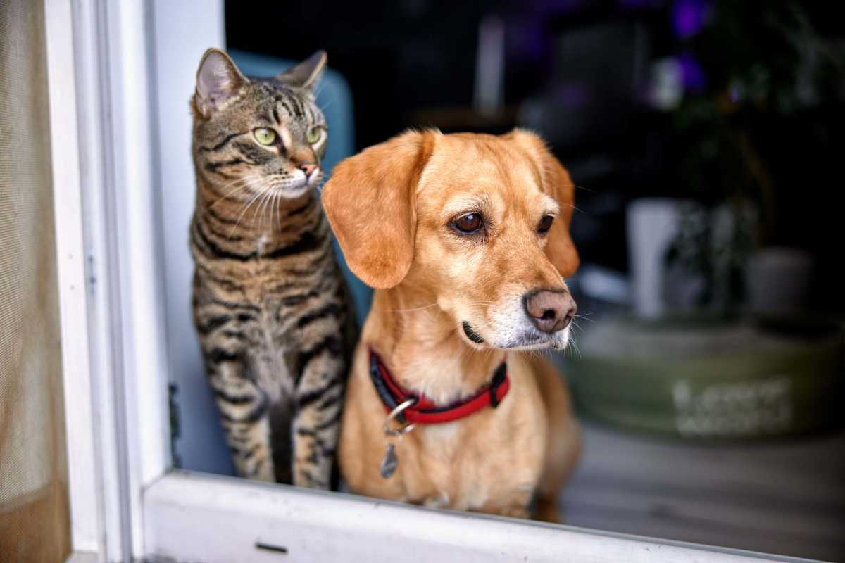 Resident pets dog and cat near window at Montgomery Pines Apartments in Porter, Texas 