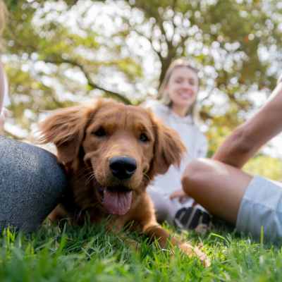 A pet dog relaxing outside on the grass at Woodmere Apartments of Venice in Venice, Florida