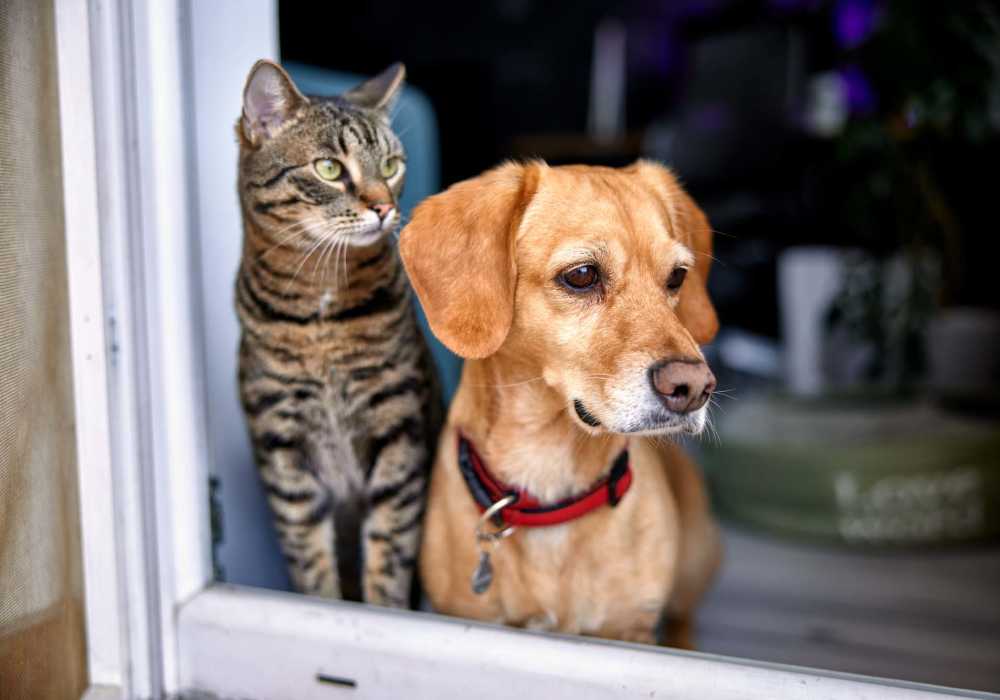 Cat and dog looking out of the window at Messina Luxury Apartments in New Smyrna Beach, Florida
