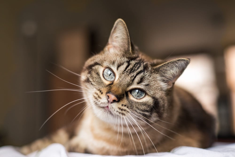 Cat on a couch in a model apartment at Capistrano Park in Modesto, California