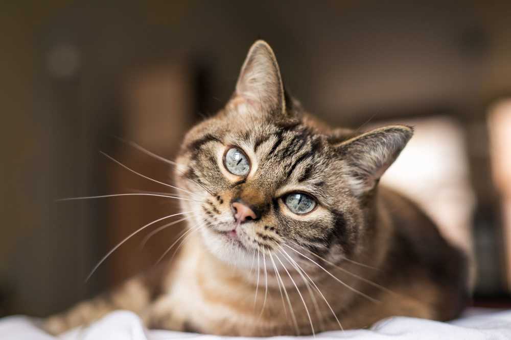 Cat on a couch in a model apartment at Copper Wood in Lacey, Washington