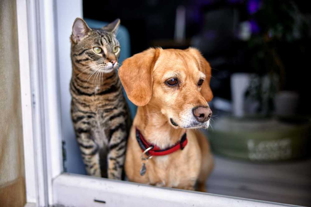 Resident pets cat and dog near window at Promenade at Grande Park in Spring Hill, Florida