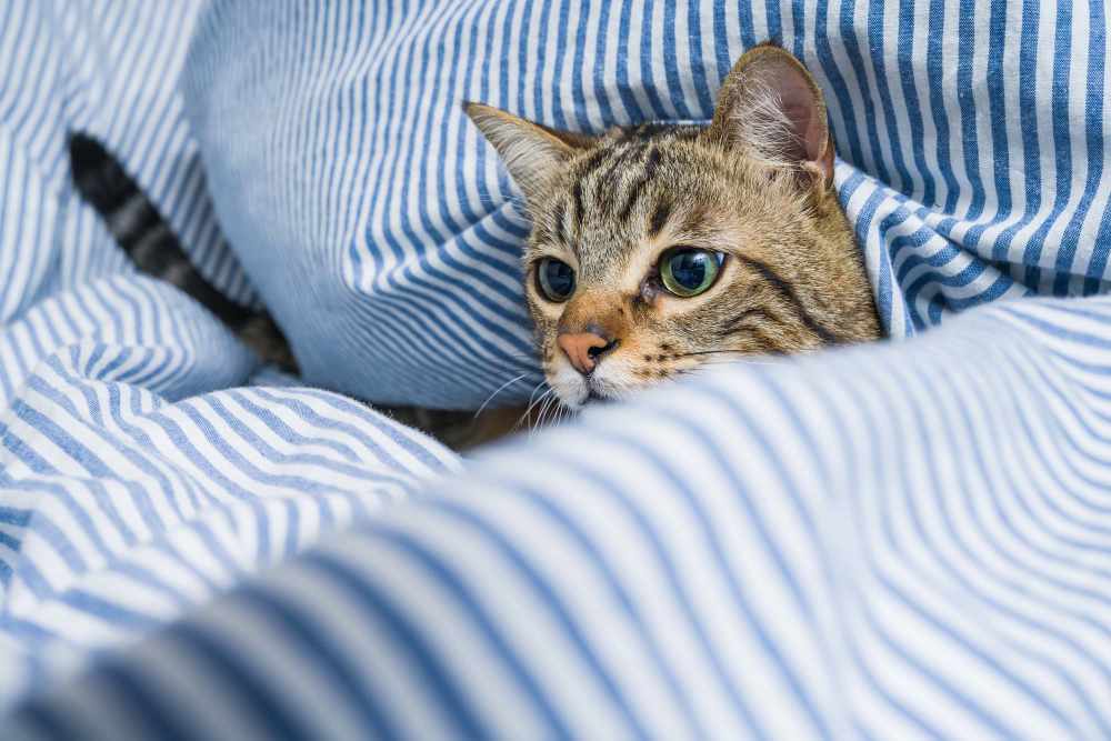 Cat in the pet friendly apartment at Esplanade in Redondo Beach, California