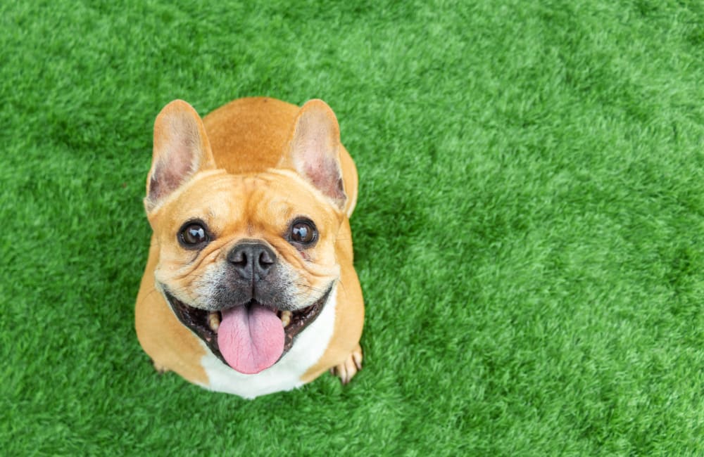 Happy French bulldog on green grass at 50 Paramount in Sarasota, Florida
