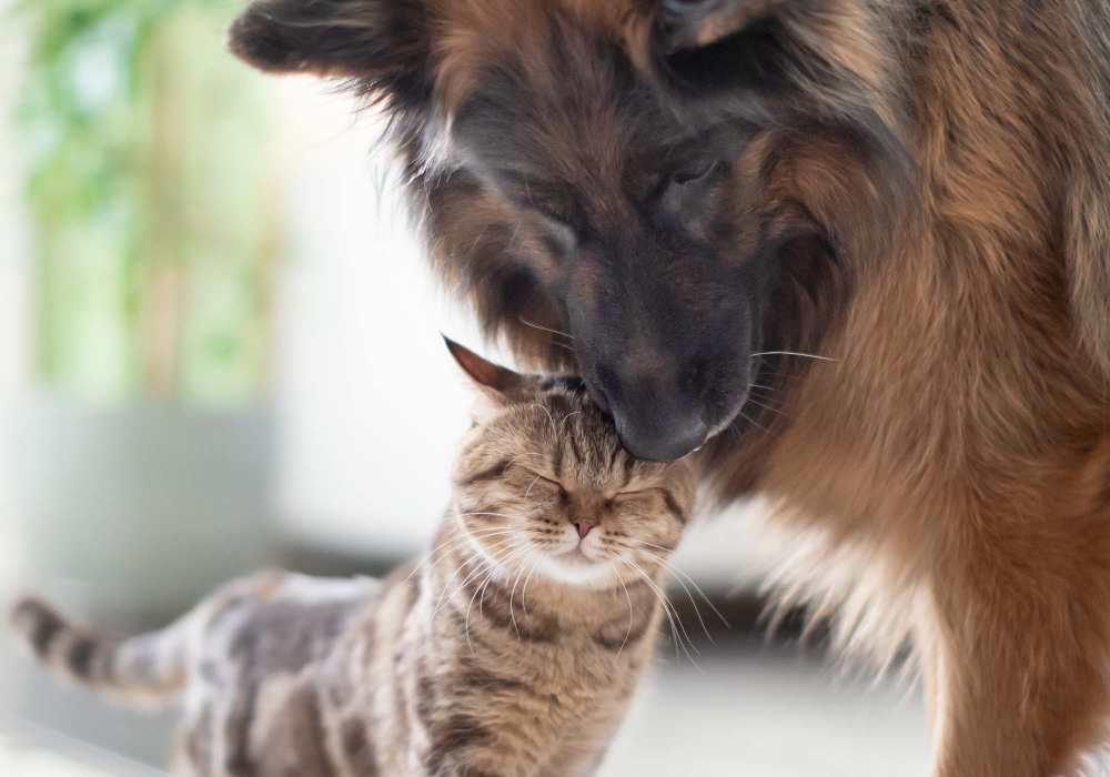 Pets at Rivers Edge in Lake Elsinore, California