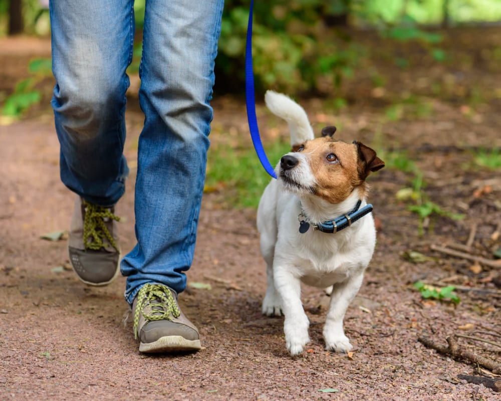 Resident and his dog going for a walk near Olympus Las Colinas in Irving, Texas