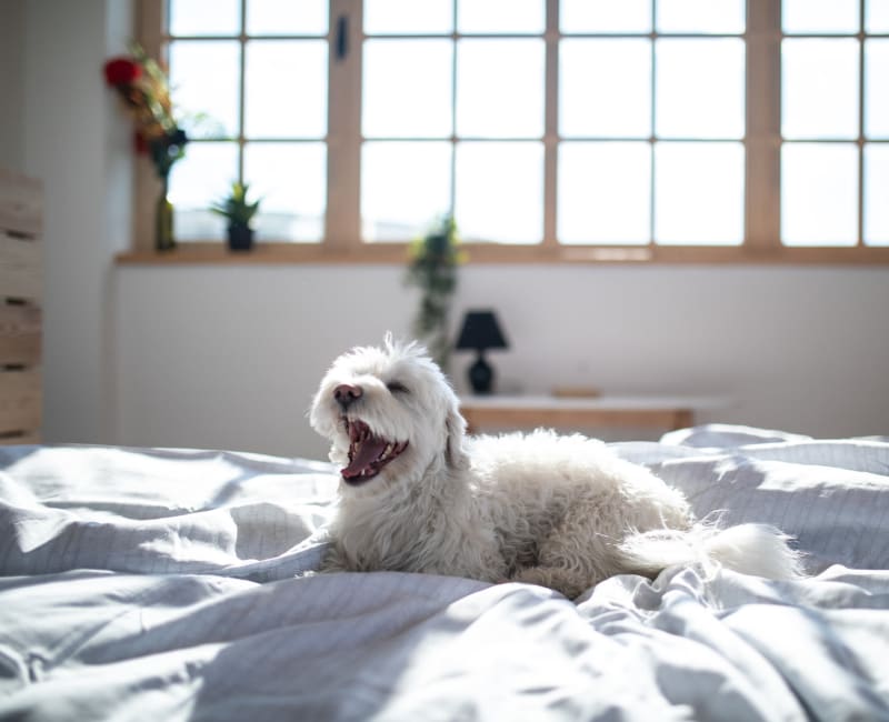 Happy dog enjoying the bed in her new home at Abaco Key in Orlando, Florida