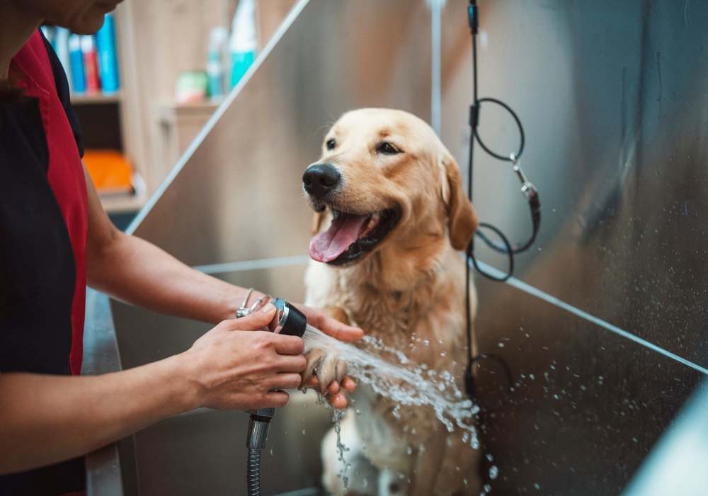 Resident washing their dog in a dog washing tub at Edgewood At The Gables in Tulsa, Oklahoma
