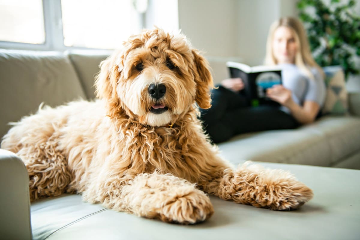 Labradoodle enjoying her new home at Aspen Place in Aurora, Illinois