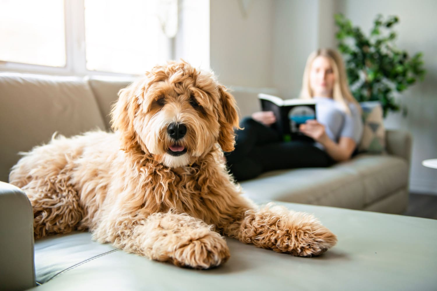 Happy dog resting on the couch while her owner reads a book in their apartment at Cadence at Bluff Park in Hoover, Alabama