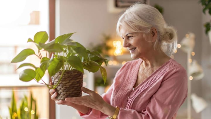 Read about The Beginner’s Guide to Indoor Houseplants