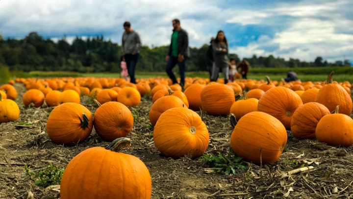 Residents at pumpkin patch
