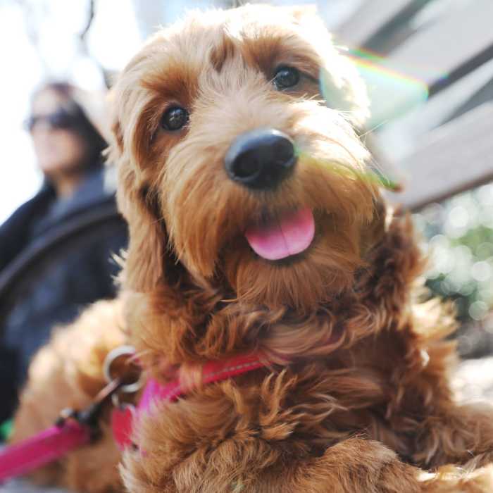 Pet-friendly at Promenade Pointe, Norfolk, Virginia