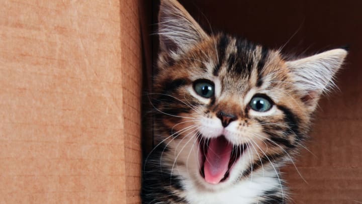 A tabby kitten with his mouth open, making a smiling face
