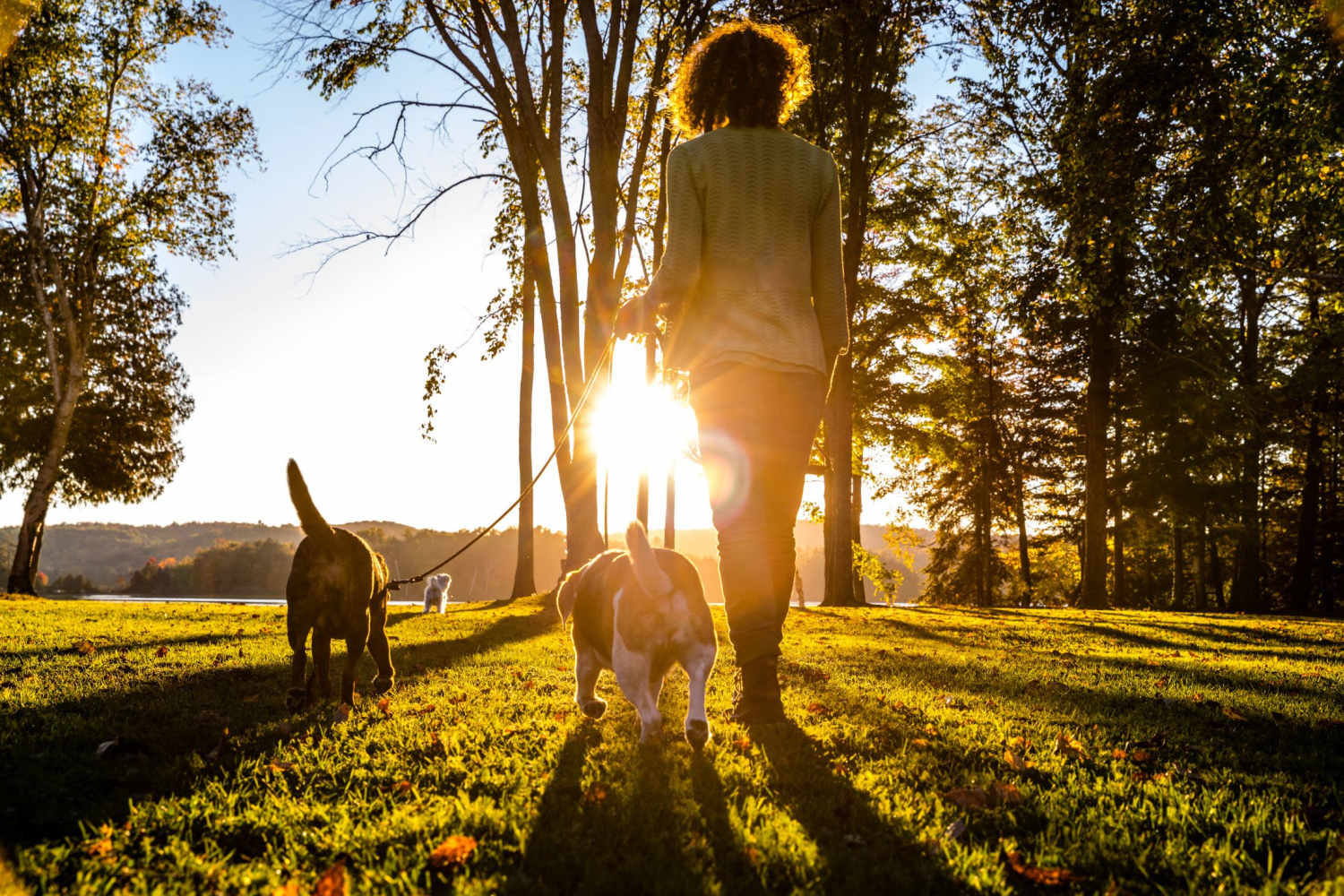 Resident woman walking in a local park with her furry friends near Pine Bluff in Kingsford, Michigan