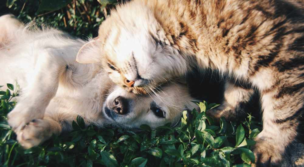 Dog and cat at Beacon Lakes in Dickinson, Texas 