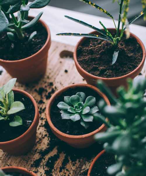 Succulents at Village at Madrone in Morgan Hill, California