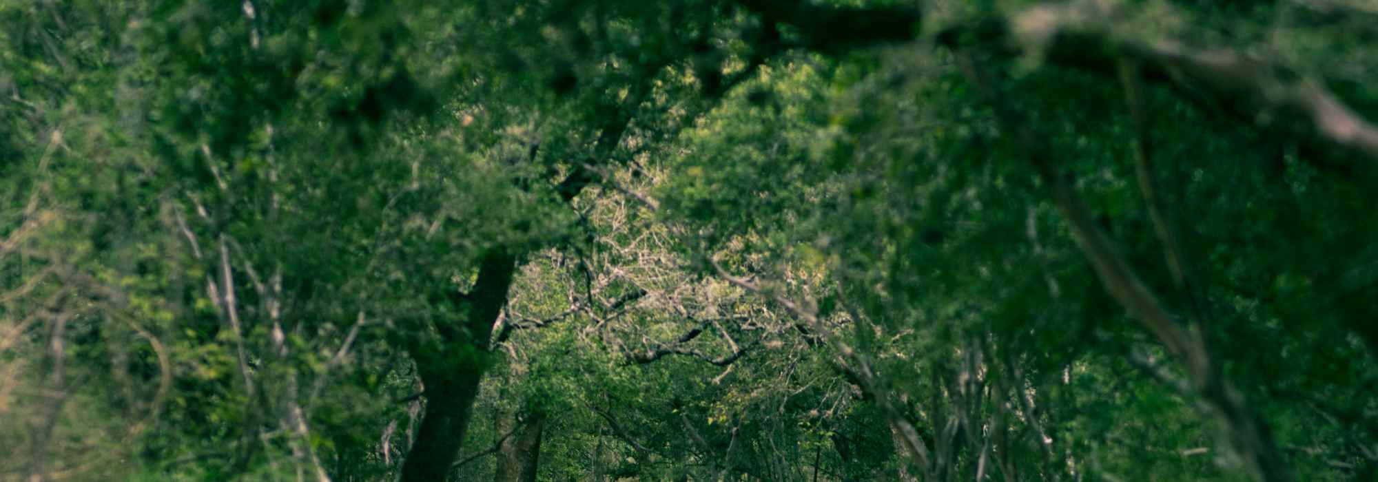 FAQ at Charleston in San Antonio, Texas 