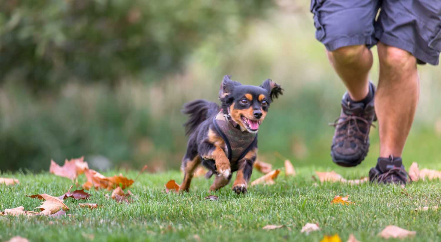 Resident walking with his dog in a park near Suncrest Apartments in Tumwater, Washington