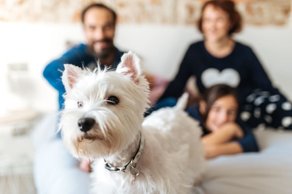 A family and their dog in their townhome at Portofino Townhomes in Wilmington, California