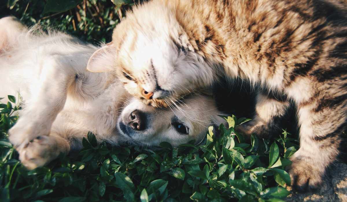 Dog and cat at The Lofts At West 7th in Fort Worth, Texas