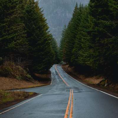 View of rain soaked road within Oregon forest