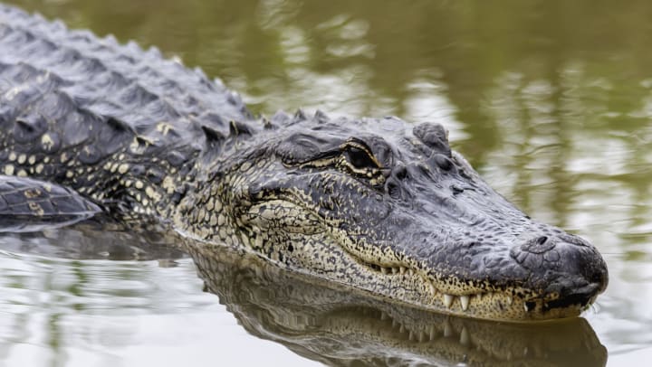 Close-up of alligator half out of the water. 