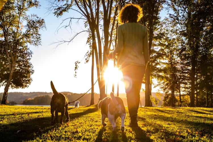 Resident walking dogs in park at 1801 MetroWest in Orlando, Florida