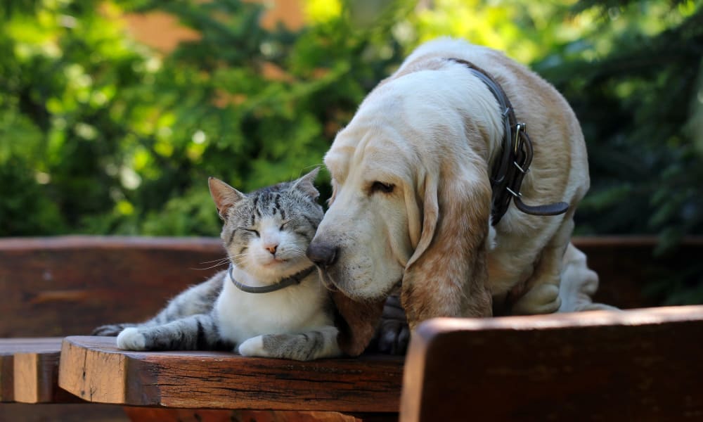 Dog and cat playing with each other at Element 250 in Hartford, Connecticut