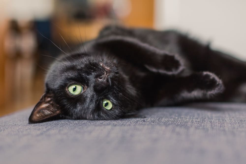 Happy cat laying on a couch at The Aeronaut in Weymouth, Massachusetts