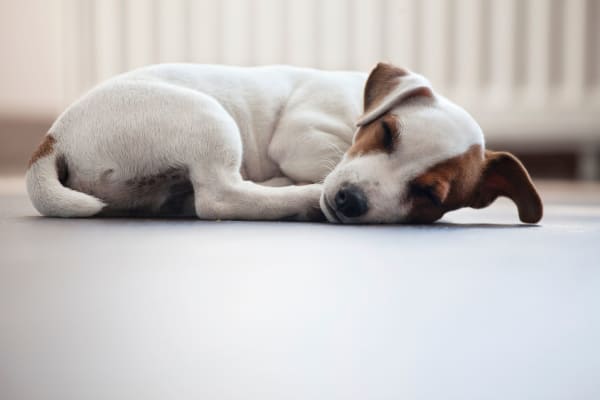 Dog resting on the floor at Sterling Town Center in Raleigh, North Carolina