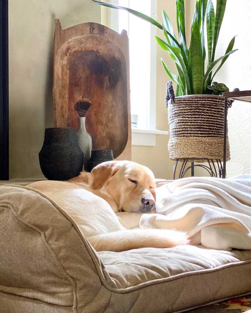 Pet-friendly apartment at Bell Tower at Old Town Square in Wilsonville, Oregon