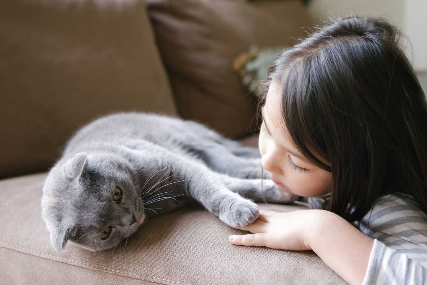 Cat being cuddled at One William in Englewood, New Jersey